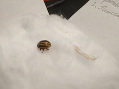 Leptinotarsa decemlineata