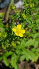 Potentilla intermedia