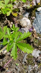 Potentilla intermedia