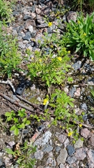 Potentilla intermedia