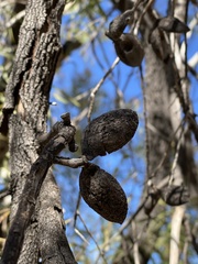 Hakea arborescens