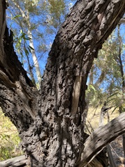 Hakea arborescens