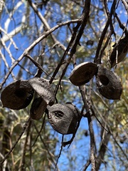 Hakea arborescens