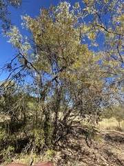 Hakea arborescens