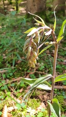 Epipactis purpurata