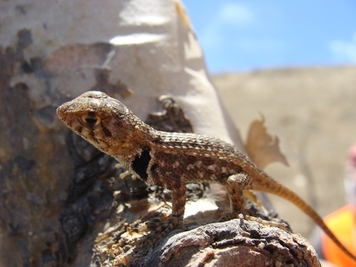Baja California Spiny Lizard