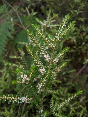 Thryptomene micrantha