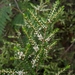 Thryptomene micrantha - Photo (c) nicfit, some rights reserved (CC BY-NC)
