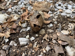 Cenopis diluticostana