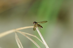 Meliscaeva cinctella image