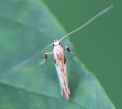 Caloptilia hemidactylella