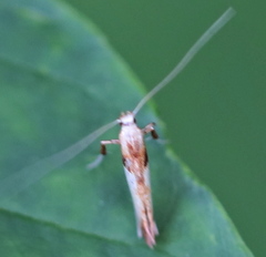 Caloptilia hemidactylella