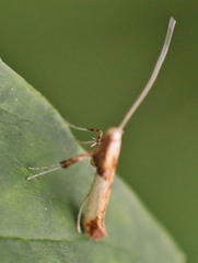 Caloptilia hemidactylella