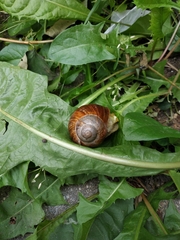 Helix pomatia