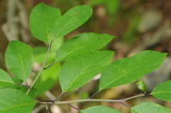 Ilex mucronata image