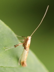 Caloptilia hemidactylella