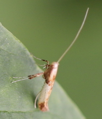 Caloptilia hemidactylella