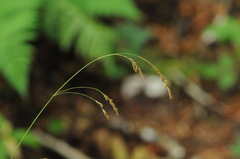 Poa saltuensis