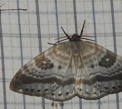 Cyclidia rectificata