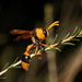 Orange Potter Wasp - Photo (c) Reiner Richter, some rights reserved (CC BY-NC-SA), uploaded by Reiner Richter