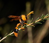 Orange Potter Wasp - Photo (c) Reiner Richter, some rights reserved (CC BY-NC-SA), uploaded by Reiner Richter