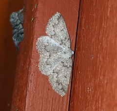 Sabulodes packardata