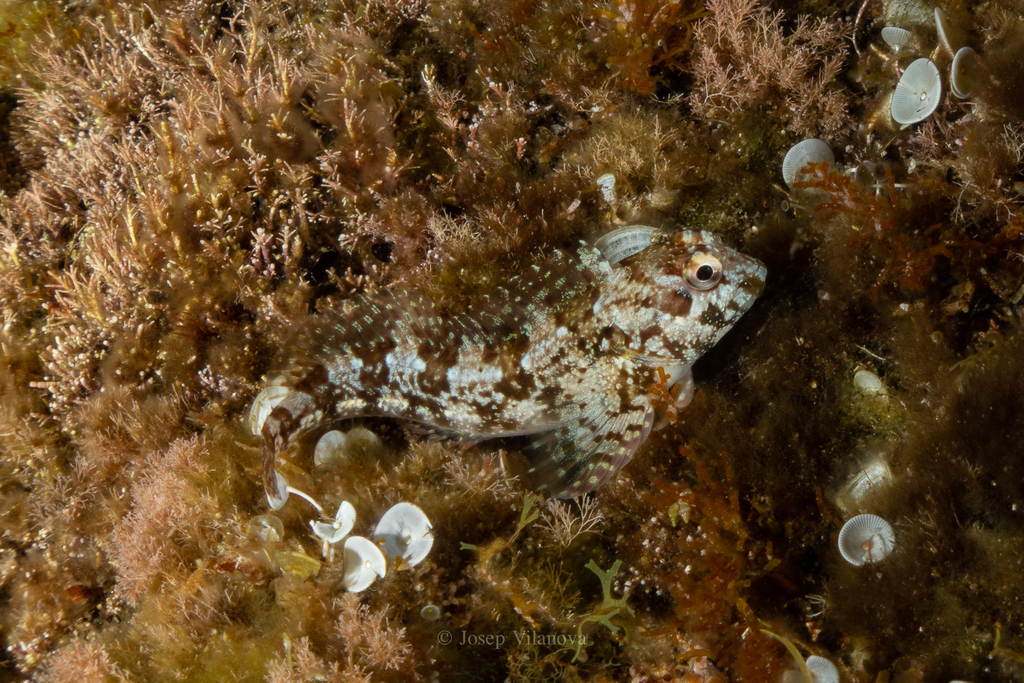 Trigloid Blenny