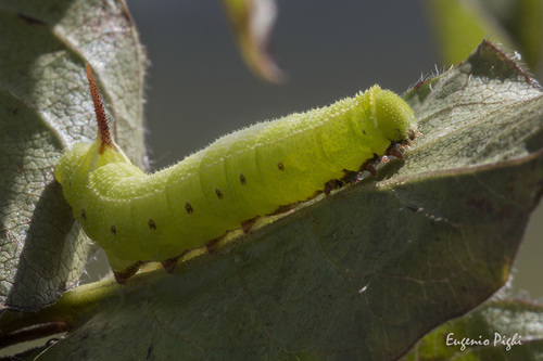Broad-bordered Bee Hawkmoth