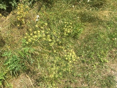 Heracleum sphondylium sibiricum