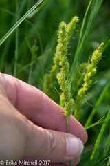 Carex stipata