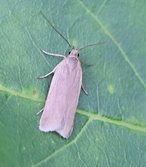 Acompsia cinerella