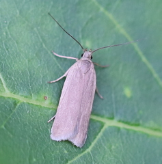 Acompsia cinerella