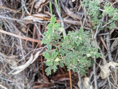 Xanthosia ternifolia