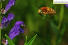Anthophora deserticola