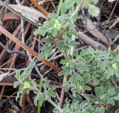 Xanthosia ternifolia