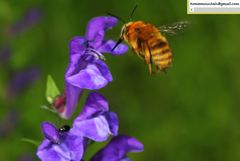 Anthophora deserticola