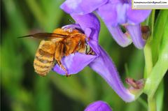 Anthophora deserticola