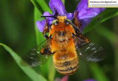 Anthophora deserticola