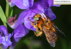 Anthophora deserticola