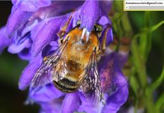 Anthophora deserticola