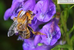 Anthophora deserticola