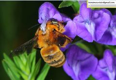 Anthophora deserticola