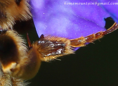 Anthophora deserticola