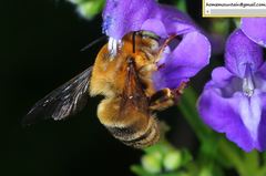Anthophora deserticola