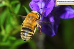 Anthophora deserticola