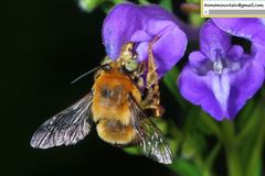 Anthophora deserticola