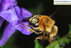 Anthophora deserticola