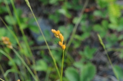 Carex scoparia image