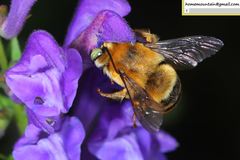Anthophora deserticola