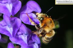 Anthophora deserticola